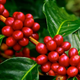 Illustration for article titled What You Don’t Know About Pure Kona Coffee Could Be Costing to More Than You Thinkem/em